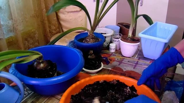 Гиппеаструм - групповая посадка смотреть онлайн