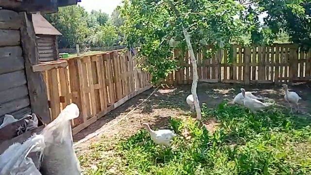 Забор из поддонов, сделал загон для индейки смотреть онлайн