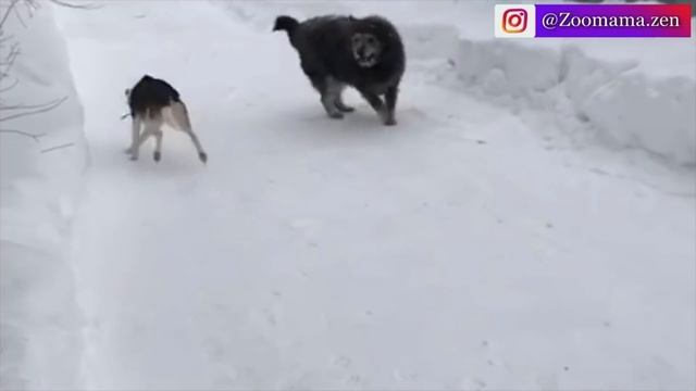 Хозяйка построила дом 60-ти килограммовой собаке Дине, которую трижды травили на улице смотреть онлайн