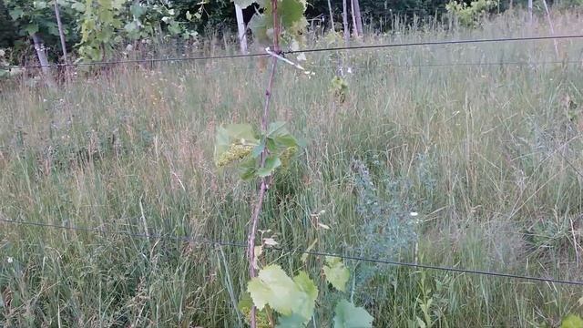 ВИНОГРАД кишмиш КРАСЕНЬ! Виноград КРАСЕНЬ третье плодоношение! смотреть онлайн