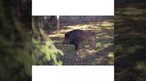 Виртуальная экскурсия "НАЦИОНАЛЬНЫЕ ПАРКИ И ЗАПОВЕДНИКИ БЕЛАРУСИ" СШ №21