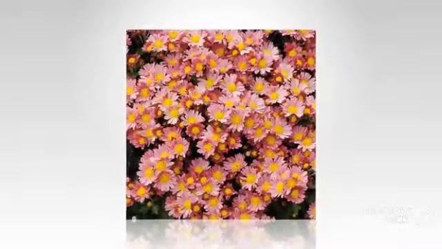 Ajania - garden plants смотреть онлайн