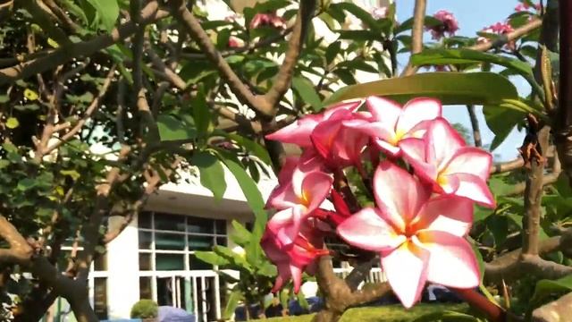 Плюмерия или Магнолия? Обзор цветущего дерева в живой природе смотреть онлайн