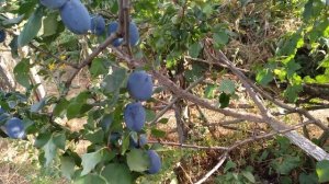 Слива Президент