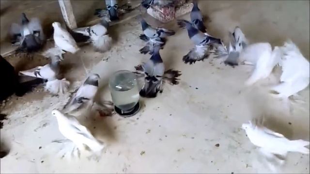 Северокавказские бойные космачи 2018/Nordkaukasischen Tauben(ВЛАДИМИР КОПТЕВ ,г. Курганинск,Россия)