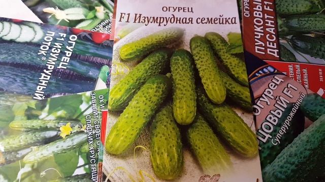 Скороспелый, урожайный гибрид огурца ИЗУМРУДНАЯ СЕМЕЙКА #6# смотреть онлайн