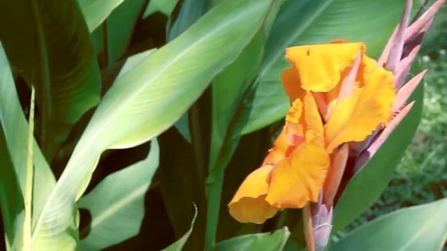 Canon Rebel T3 Video Test смотреть онлайн