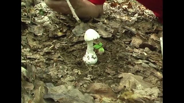 Poisonous wild mushroom: Death cap (Amanita phalloides)/Ciuperci otravitoare: Buretele viperei смотреть онлайн