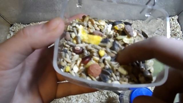 Содержание мастомисов / Описание вида / Размножение смотреть онлайн