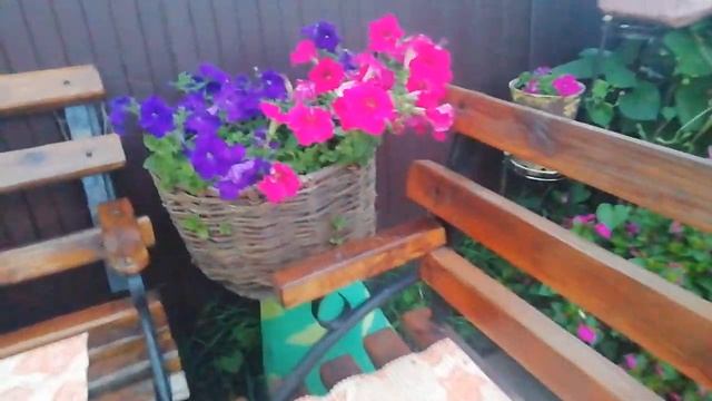 КУСТОВАЯ ПЕТУНИЯ В ЛУКОШКЕ. ЗЕЛЁНЫЙ КОВЁР ИЗ ИПОМЕИ.САМЫЙ КРАСИВЫЙ ВЬЮНОК.В ГОСТЯХ У ТАНЮШКИ. смотреть онлайн