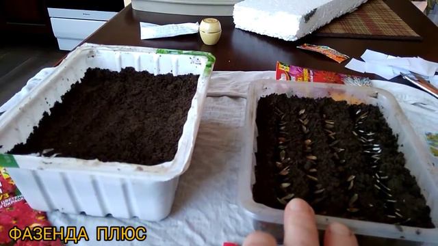 Посадка семян перца в "улитку"///Посев цветов на рассаду/// смотреть онлайн