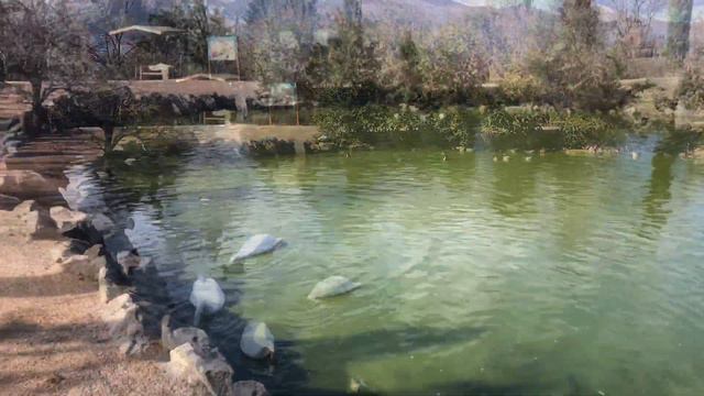 Лебединый пруд. Почему мы не понимаем, друг друга. смотреть онлайн