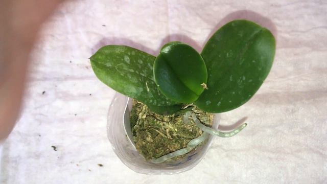 Новые орхидеи от Yaphon farm Orchids через importflora Orchids Орхидеи мира смотреть онлайн