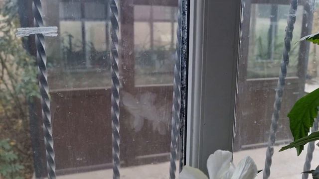зима, снег и цветущие гибискусы смотреть онлайн