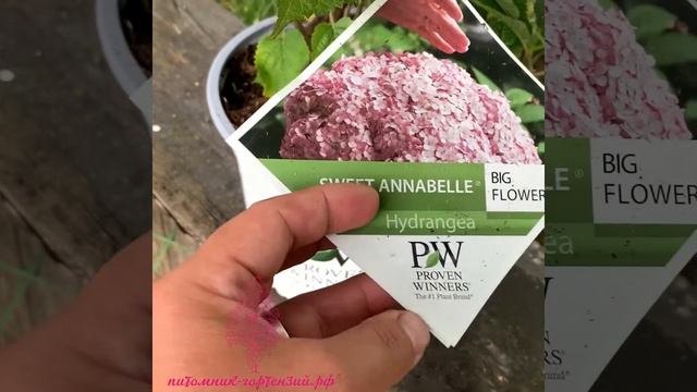 Гортензия древовидная новинка Свит Аннабель-Инкредибл Блаш(Swett Annabelle-Incrediball Blush) смотреть онлайн