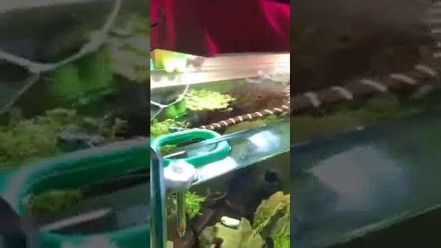 Калифорнийская королевская змея купается в аквариуме смотреть онлайн