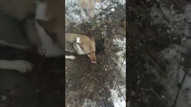 Лучшие собаки землеройки??собаки копают нору. смотреть онлайн