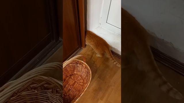 Кот Рыжик обследует территорию, животные