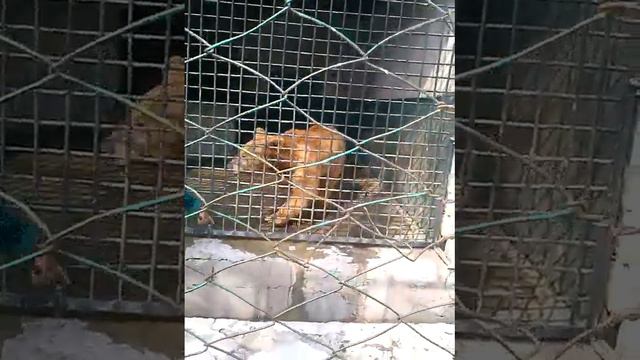 Зопарк душанбе смотреть онлайн
