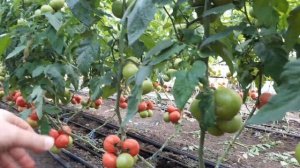 ПИНК КРИСТАЛ - ЕДИНСТВЕННЫЙ РОЗОВЫЙ ТОМАТ ДЛЯ ВТОРОГО ОБОРОТА ОТ CLAUSE