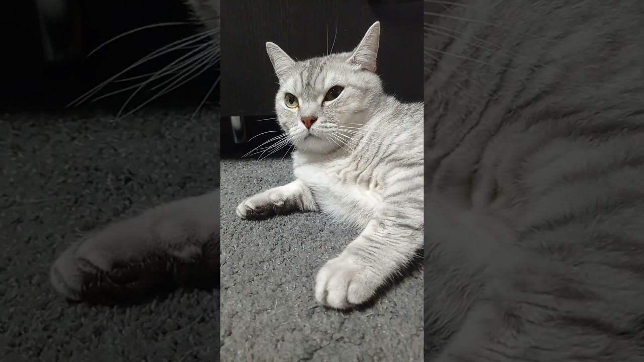 Не лайкай это видео! #Shorts смотреть онлайн