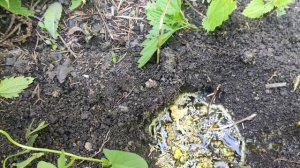 Земляные свечи ? пример изготовления