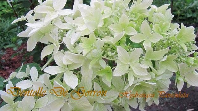 #ДентельдеГорронметельчатаягортензия#Белая феерия Вашего сада! смотреть онлайн