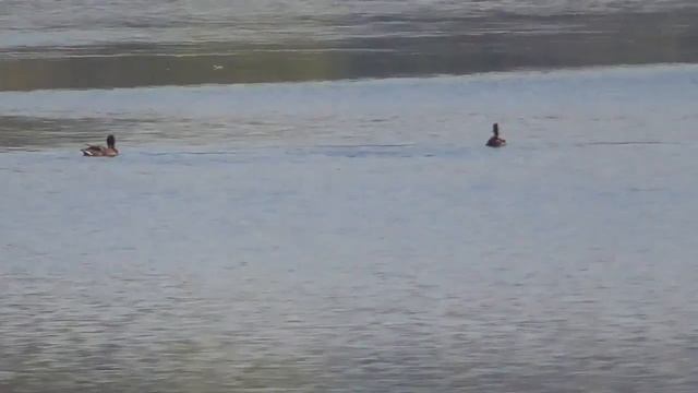 Осень Утки, черный дрозд смотреть онлайн