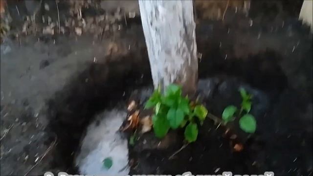 Убрать старое дерево (пень) вручную. смотреть онлайн