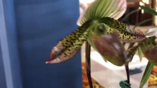 Клуб любителей Орхидей Июль 2021 Австралия смотреть онлайн