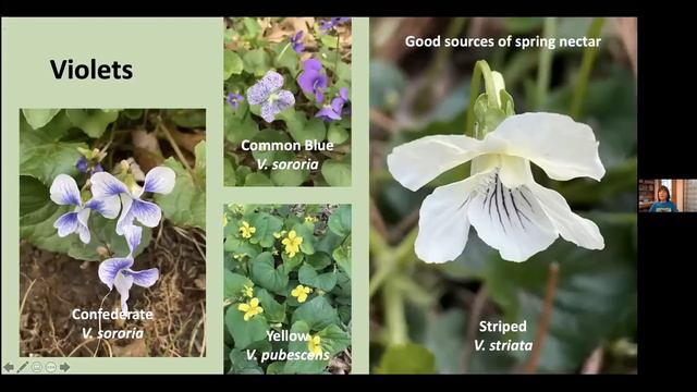 Native Ground Covers for Sun and Shade, 2020 смотреть онлайн