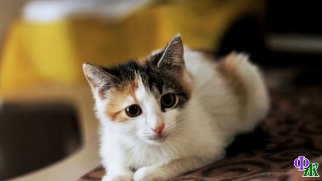 «Шкода? Нет, не может быть!» – на сырой земле лежал мокрый и грязный котенок. Он еле дышал и Вера… смотреть онлайн