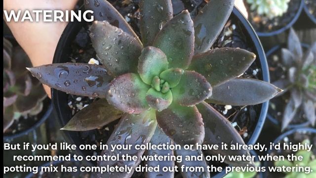 Echeveria affinis 'Black Knight' Care & Propagation смотреть онлайн