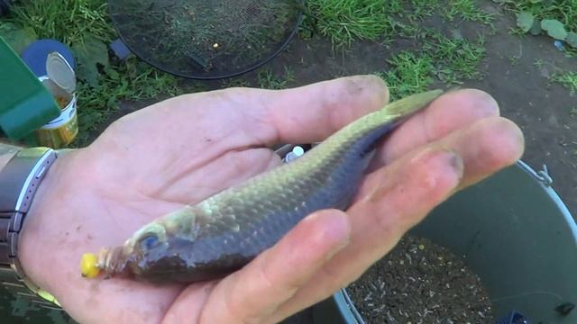 Речные караси и разведка карповых мест. Река Свислочь смотреть онлайн