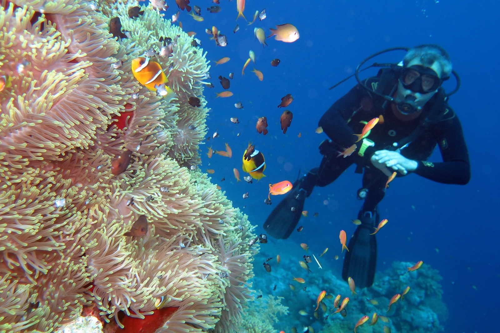 Дайвинг в Красном море днем и ночью