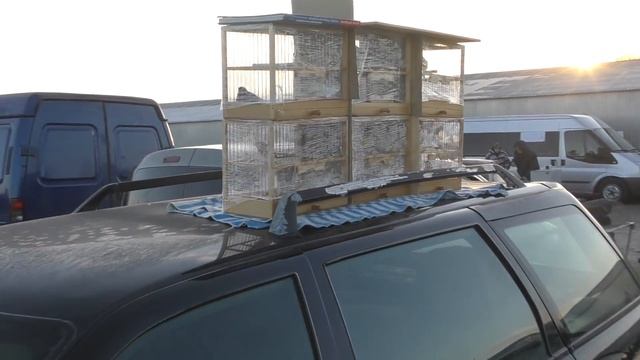 22.12.19. Птичий рынок г. Пятигорск. ч1.The bird market in Pyatigorsk. ch1 смотреть онлайн
