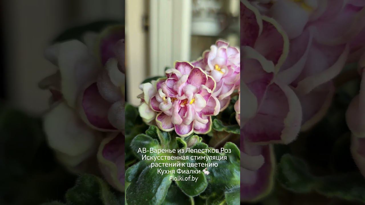АВ-Варенье из Лепестков Роз. Моё отношение к стимуляции цветения. смотреть онлайн
