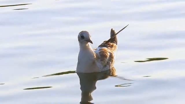 Чайка на море. Футажи для видеомонтажа. Плывущая чайка. Чайка в воде. Футаж птицы смотреть онлайн