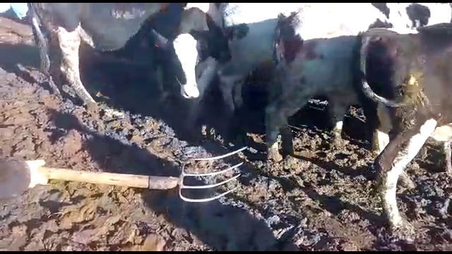 Погрузка скота в скотовоз _ Доставка КРС по Росии и СНГ смотреть онлайн