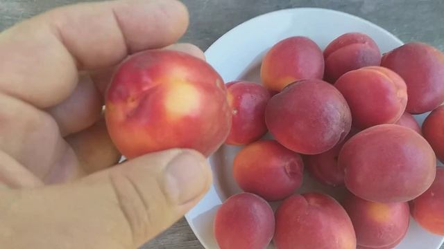 Абрикос сорт Рубиста (apricot Rubista). Невероятно эффектные и товарные плоды смотреть онлайн