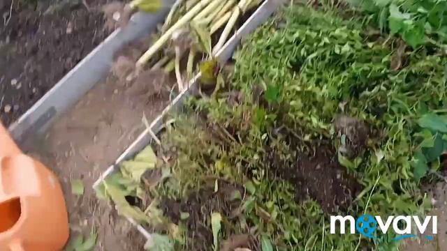 сидераты взошли..сбор физалиса и сварила джем..пассифлора взошла через месяцы смотреть онлайн