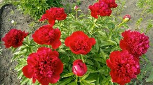 Пион Ред Чарм.Ранний сорт.Настоящее Красное Очарование!Июнь 2020.