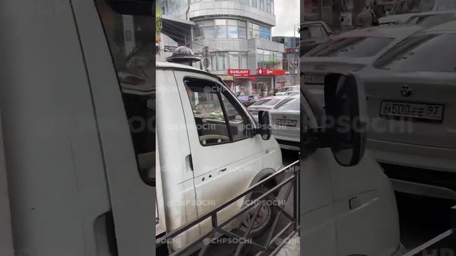 Бездомные собаки в Сочи смотреть онлайн
