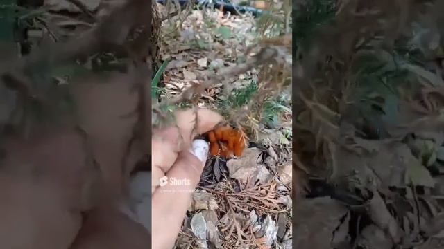 Ржавчина груши на можжевельнике казацком. #защитарастений #plant #garden #дача #сад смотреть онлайн