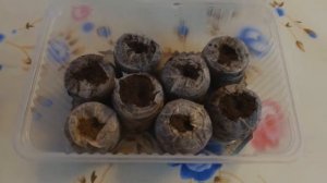 Торфяные таблетки для рассады. Как размочить. Торфяные таблетки.