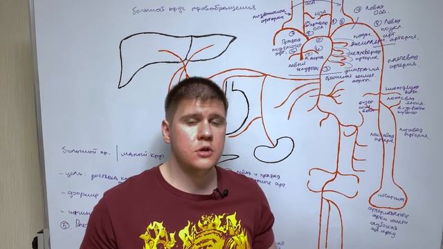 Сосуды большого круга кровообращения / Ангиология