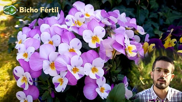 🌟 VIOLAS Y PENSAMIENTOS |🌟 Floración y cuidados básicos 🌟 Con Luis Tarancón. смотреть онлайн