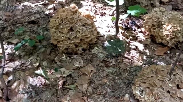 Гриб Баран. Делікатес серед грибів - гриб Бараняча голова ( квочка ) смотреть онлайн