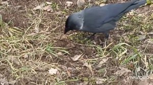 Галка. Крик и поведение галок. Живые звуки природы