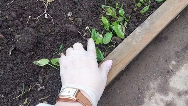 Дачный сезон в помидорной теплице открыт ? https://zen.yandex.ru/id/621bca1070df981201087c23 смотреть онлайн